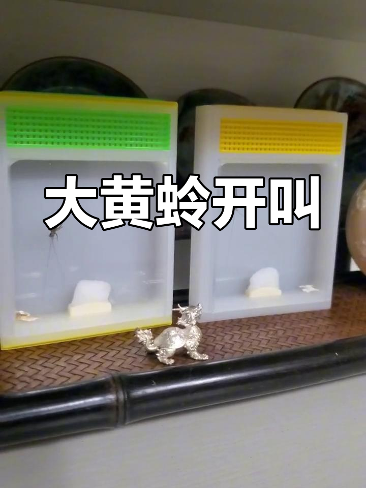 蛉怎么读(油蛉是什么)