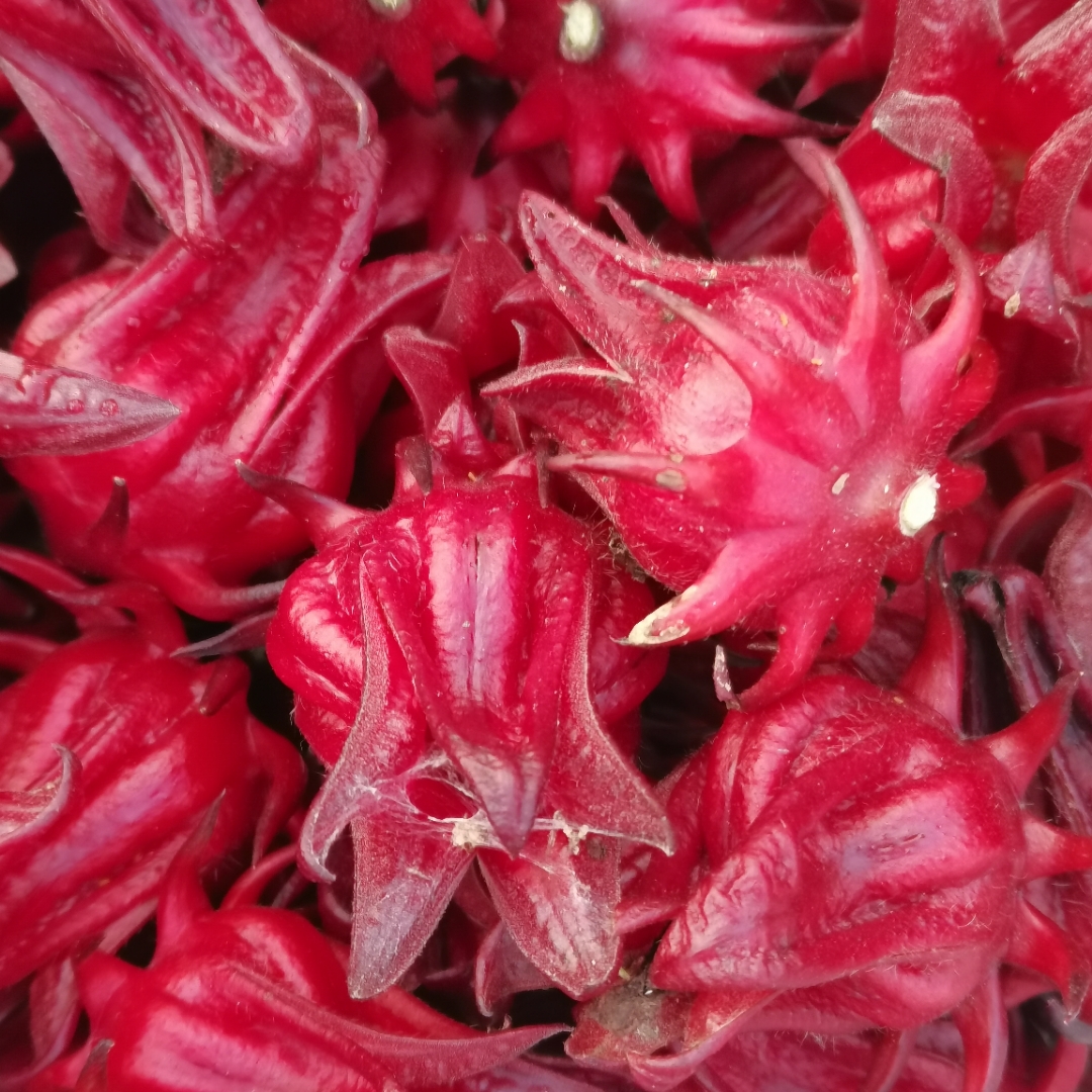玫瑰茄可以天天喝吗(玫瑰茄可以天天喝吗女生) 玫瑰茄可以天天喝吗(玫瑰茄可以天天喝吗女生)