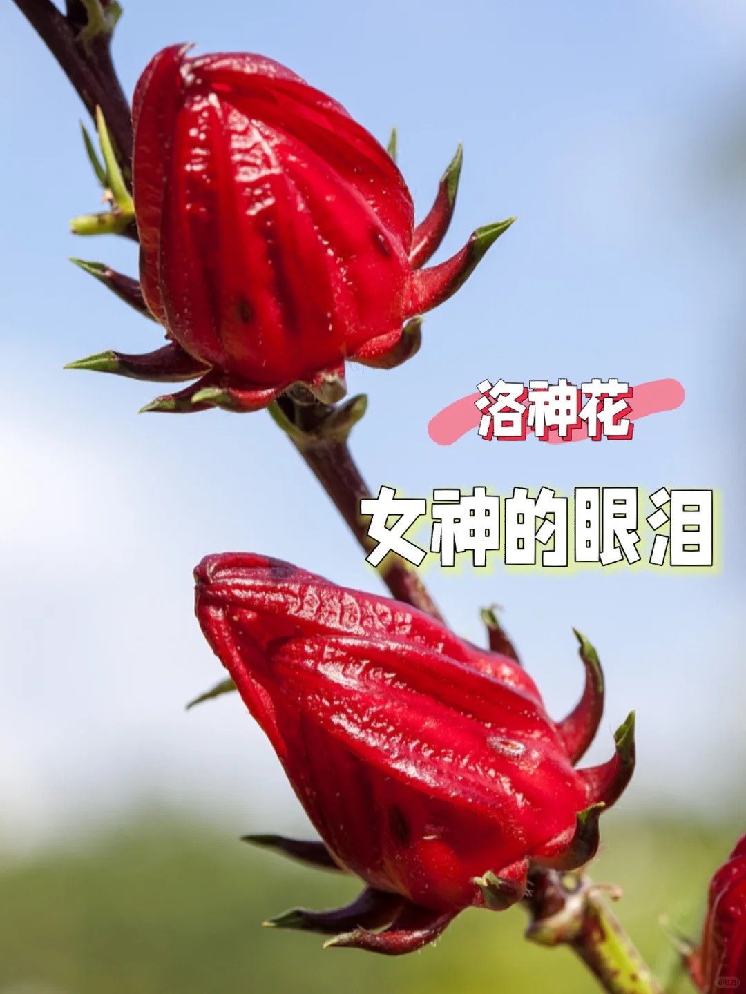 玫瑰茄可以天天喝吗(玫瑰茄可以天天喝吗女生) 玫瑰茄可以天天喝吗(玫瑰茄可以天天喝吗女生)
