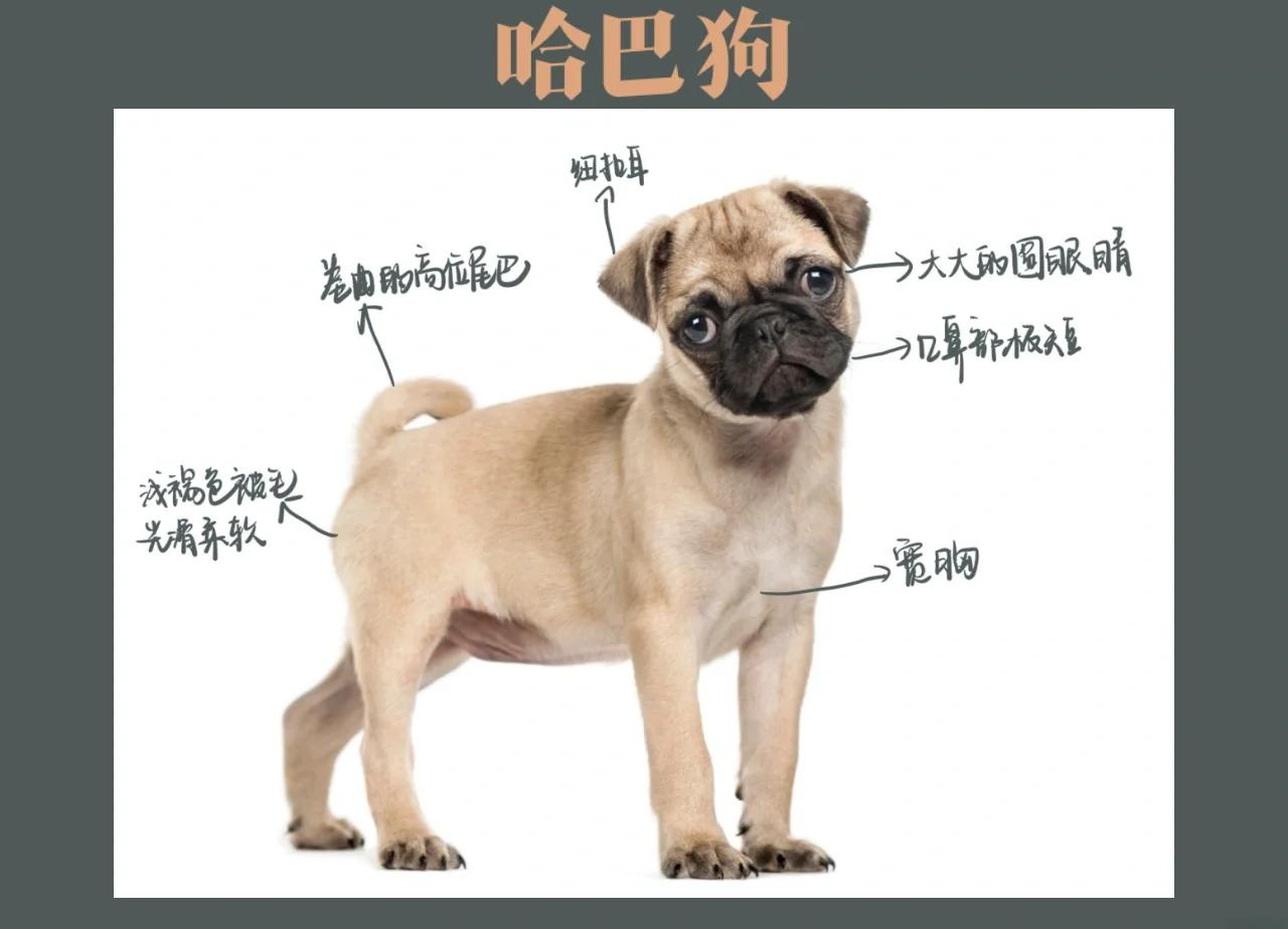 用哈巴狗造句子(用哈巴狗造句子,四年级,下册) 用哈巴狗造句子(用哈巴狗造句子,四年级,下册)