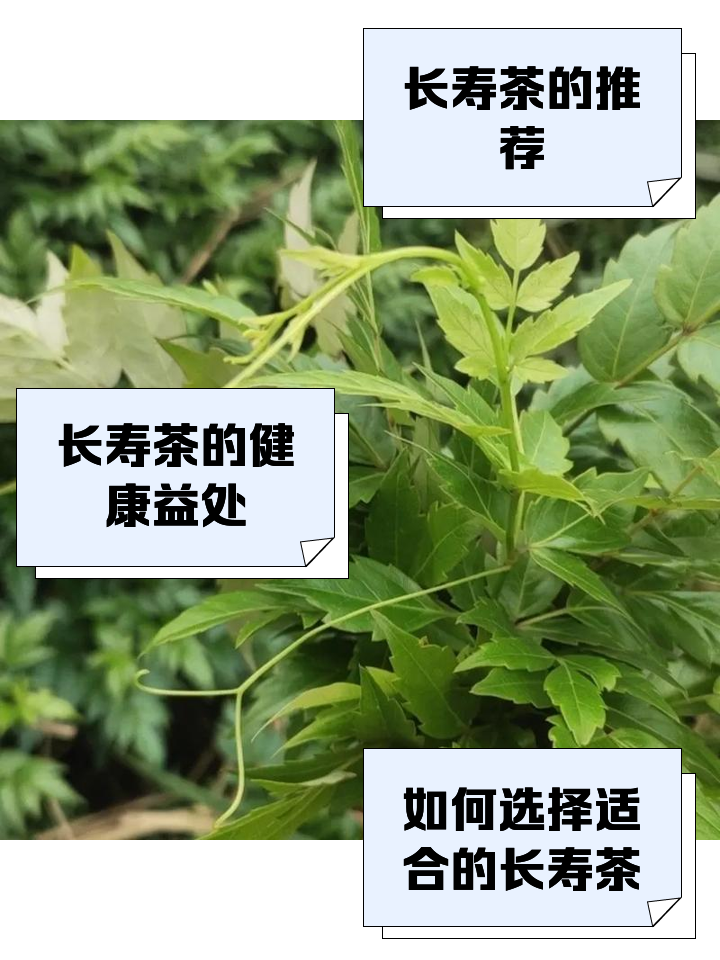 茶梗有什么功效与作用(茶梗有什么功效与作用禁忌) 茶梗有什么功效与作用(茶梗有什么功效与作用禁忌)