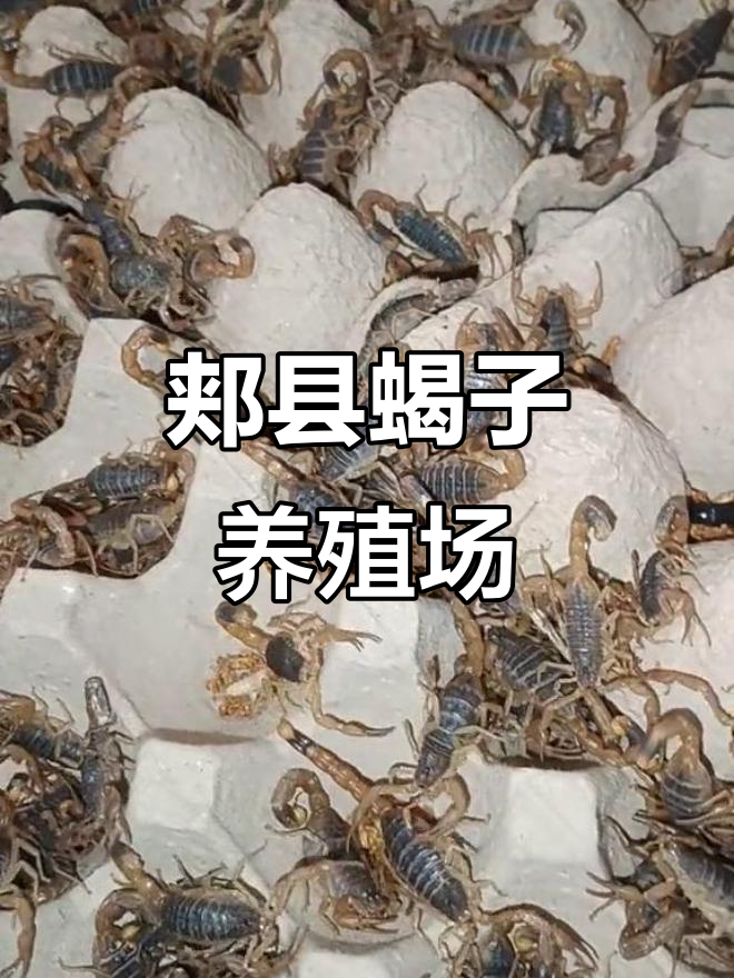 养蝎子能赚钱吗?蝎子养殖前景如何(养蝎子真能赚大钱?多年养殖户告诉你,赔的没法儿干了!) 养蝎子能赚钱吗?蝎子养殖前景如何(养蝎子真能赚大钱?多年养殖户告诉你,赔的没法儿干了!)
