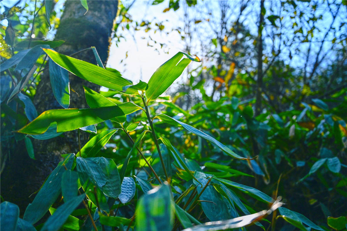 别树一帜(独树一帜还是别树一帜) 别树一帜(独树一帜还是别树一帜)