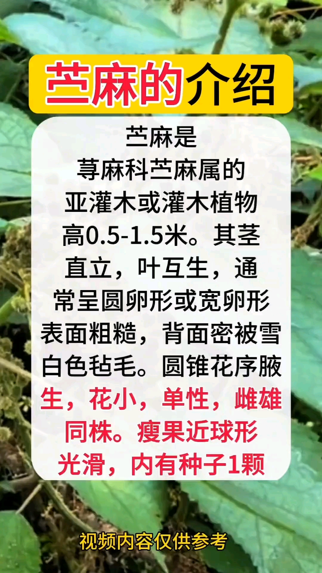 关于苎字怎么读的信息 关于苎字怎么读的信息