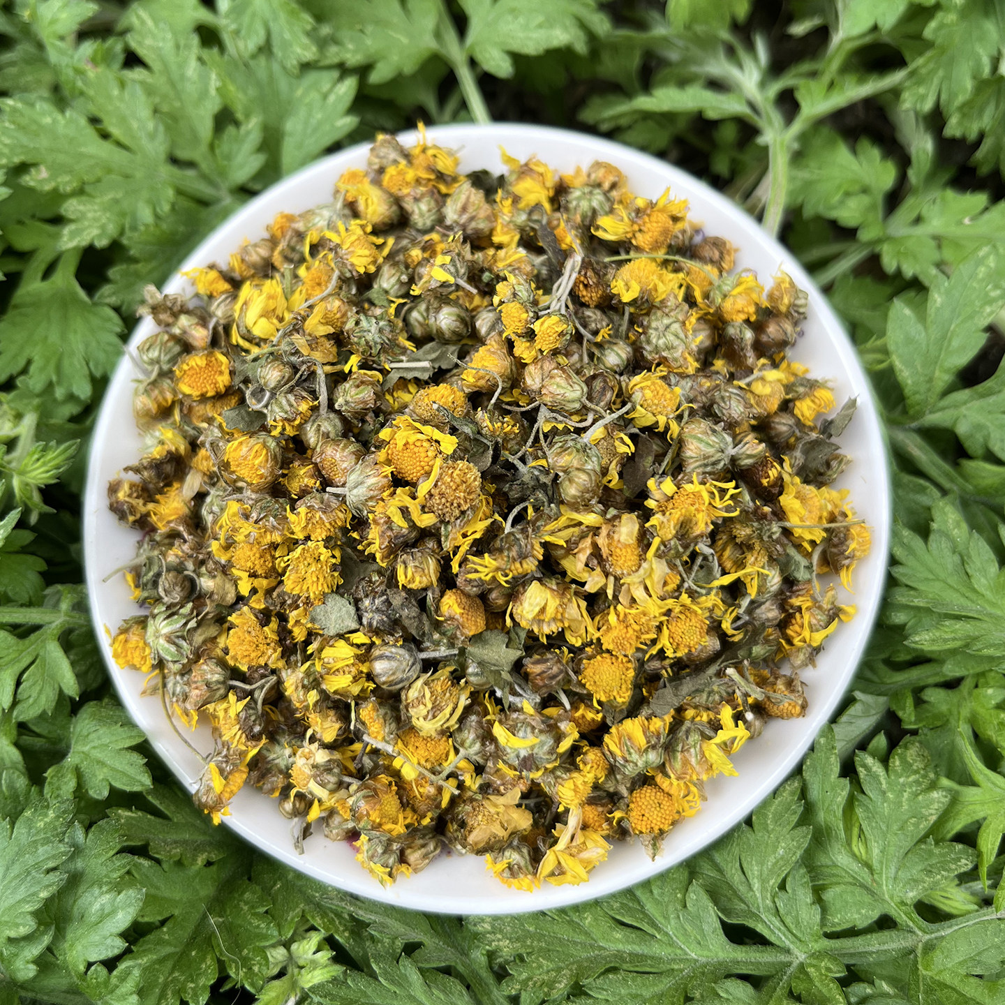 野菊花茶的功效与作用(山楂野菊花茶的功效与作用)