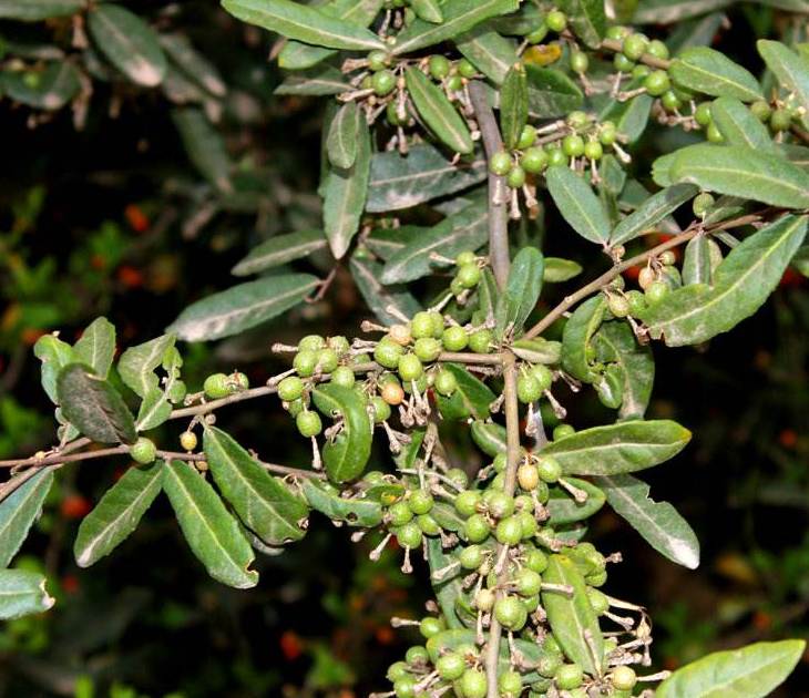 刍粟(刍粟怎么读什么意思啊)
