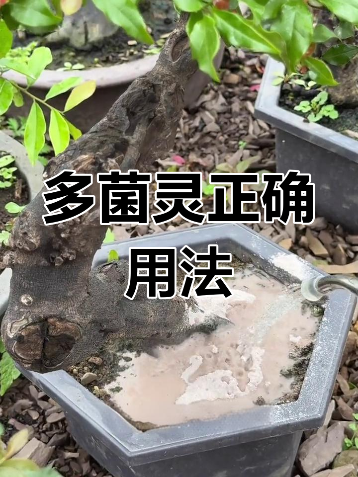 多菌灵的用法与用量(多菌灵怎么使用效果好) 多菌灵的用法与用量(多菌灵怎么使用效果好)