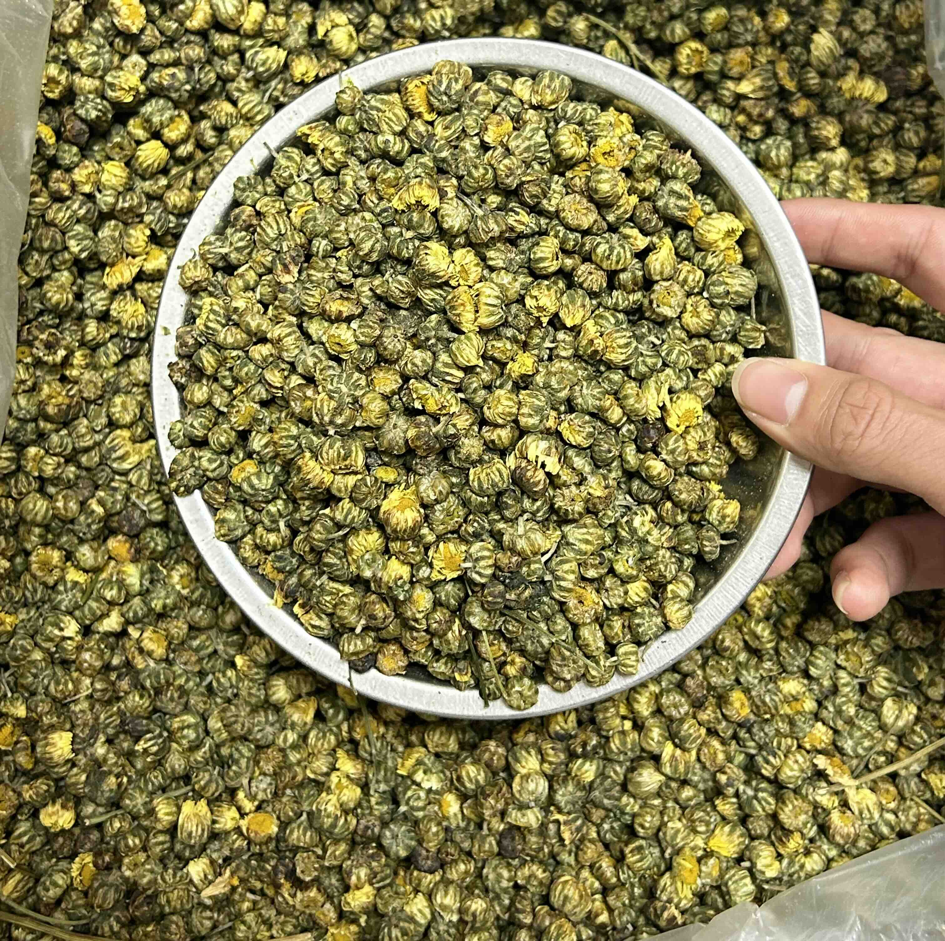 胎菊功效(胎菊功效作用与主治)