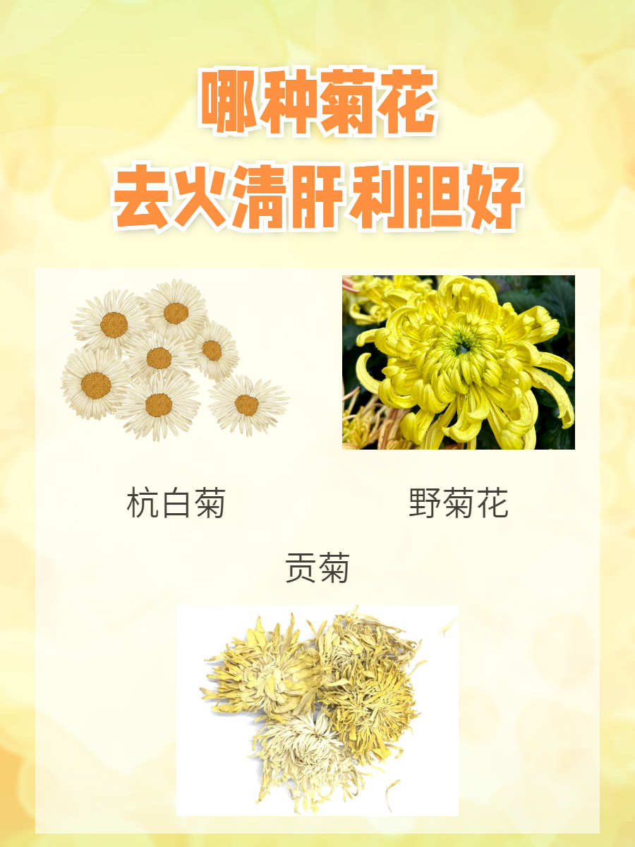 胎菊功效(胎菊功效作用与主治) 胎菊功效(胎菊功效作用与主治)