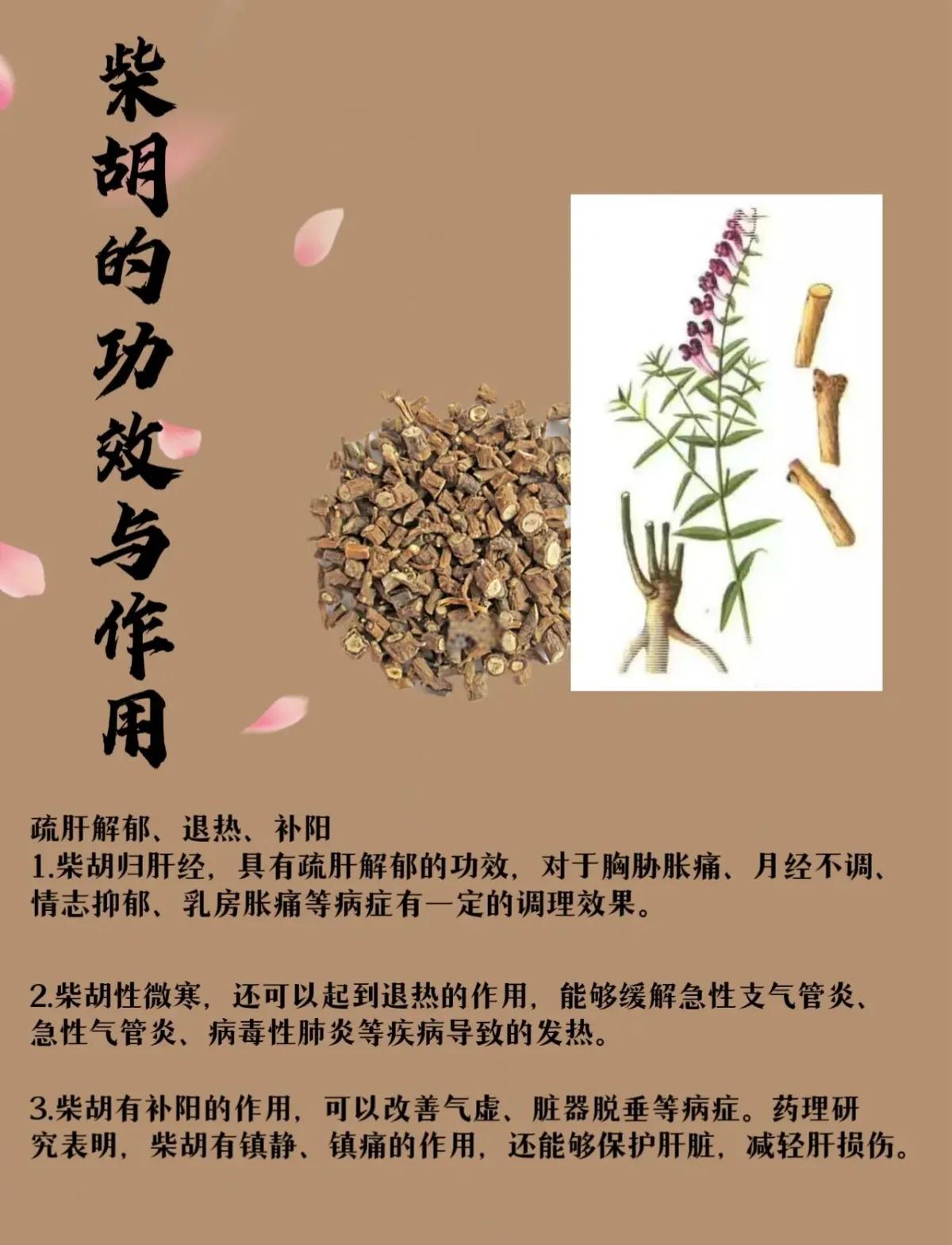 滇柴胡的功效与作用(滇柴胡的功效与作用是凉性吗) 滇柴胡的功效与作用(滇柴胡的功效与作用是凉性吗)