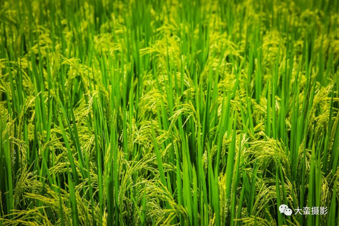 饫甘餍肥(饫甘餍肥的意思解释)