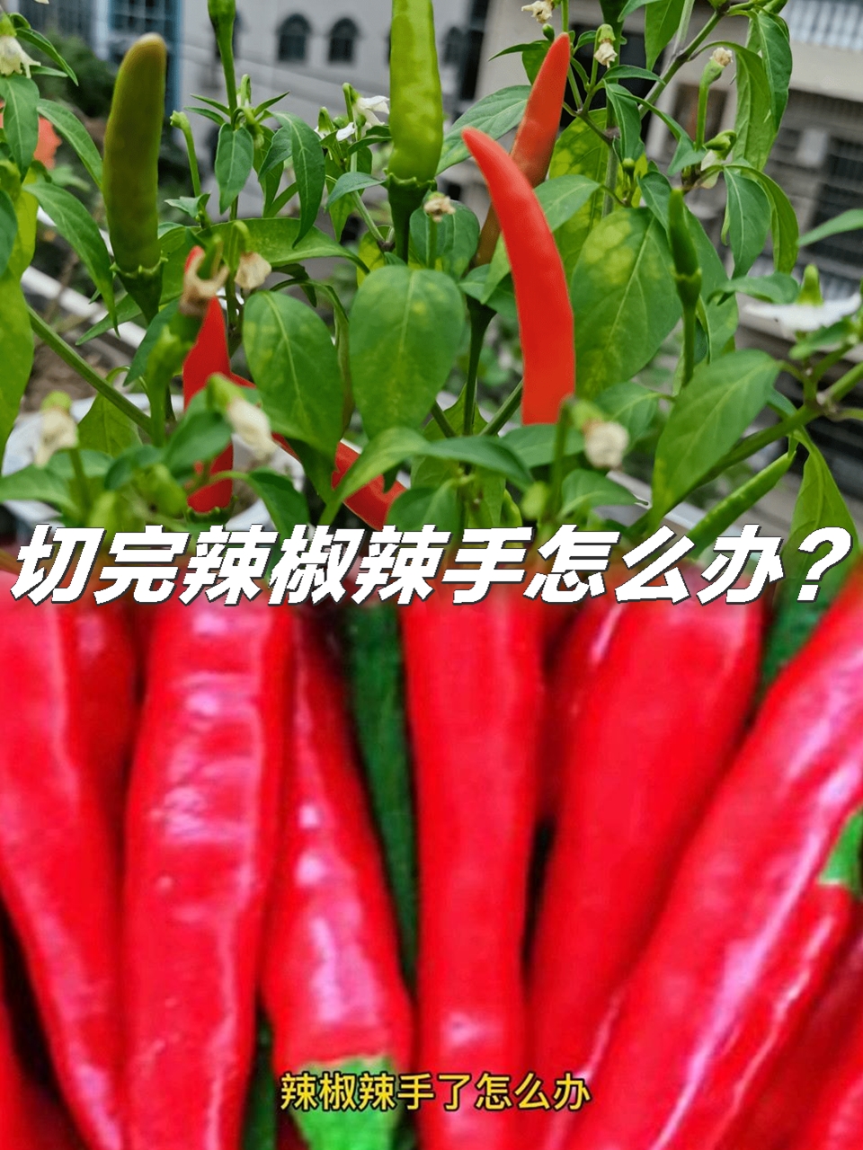 辣椒辣手怎么办最有效的方法(辣椒很辣手有什么方法可以缓解)