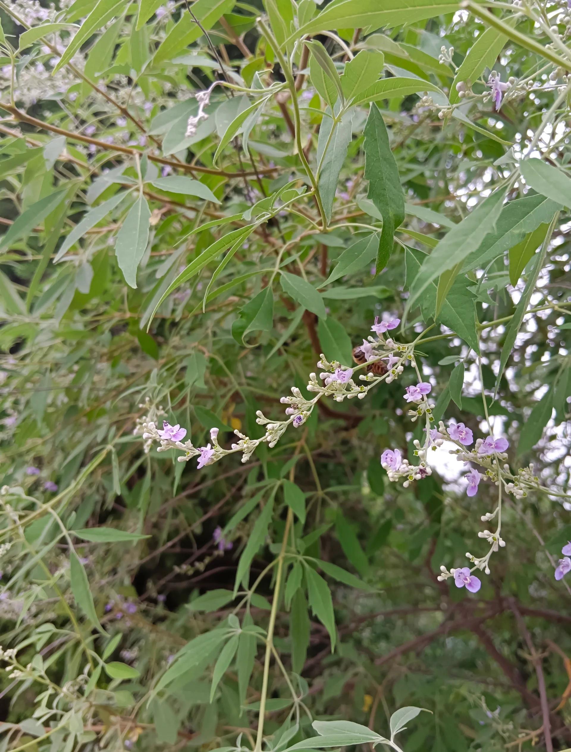 识荆(识荆恨晚) 识荆(识荆恨晚)