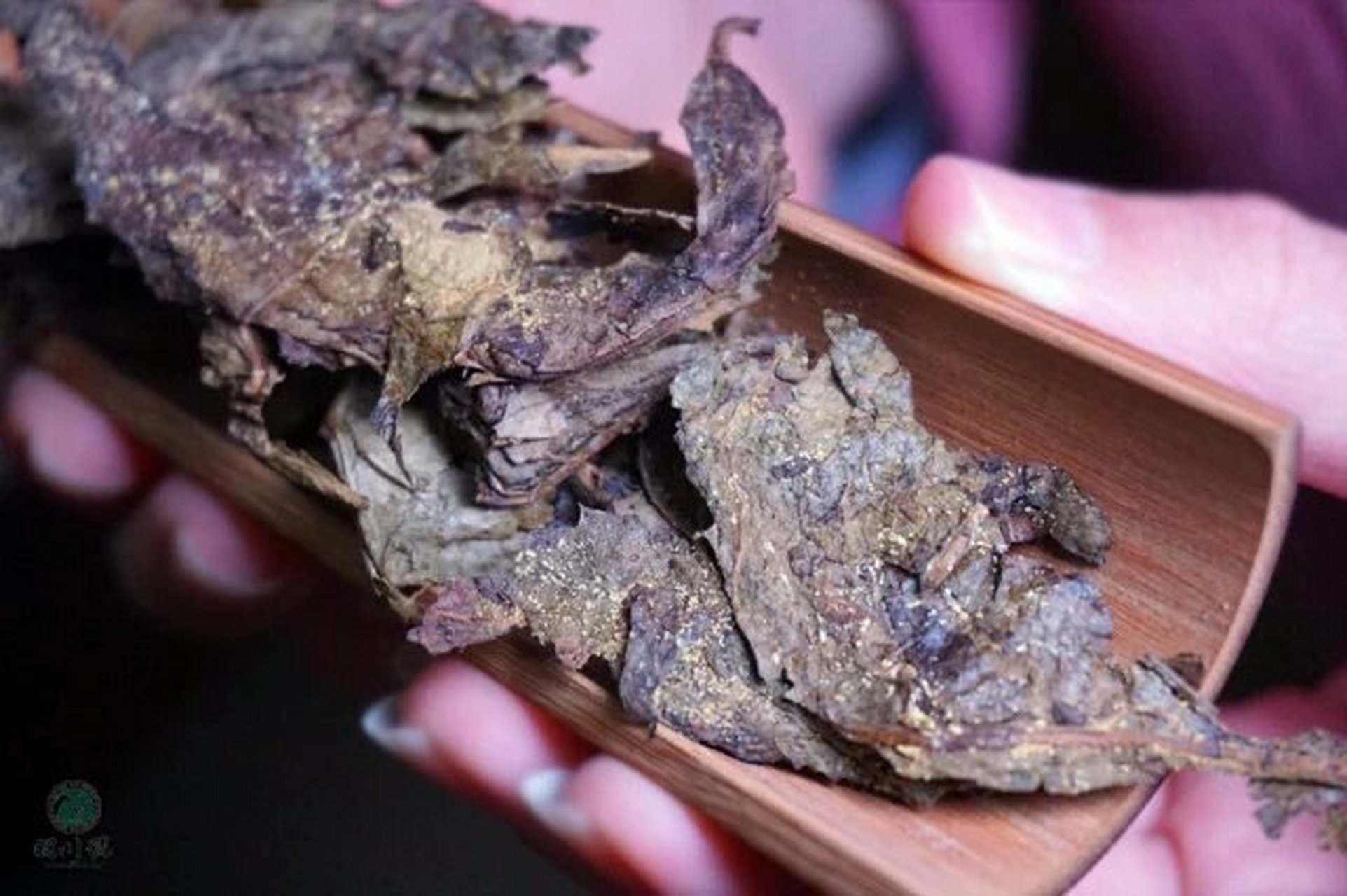 黑茶金花是什么东西(黑茶金花对人体有哪些好处)
