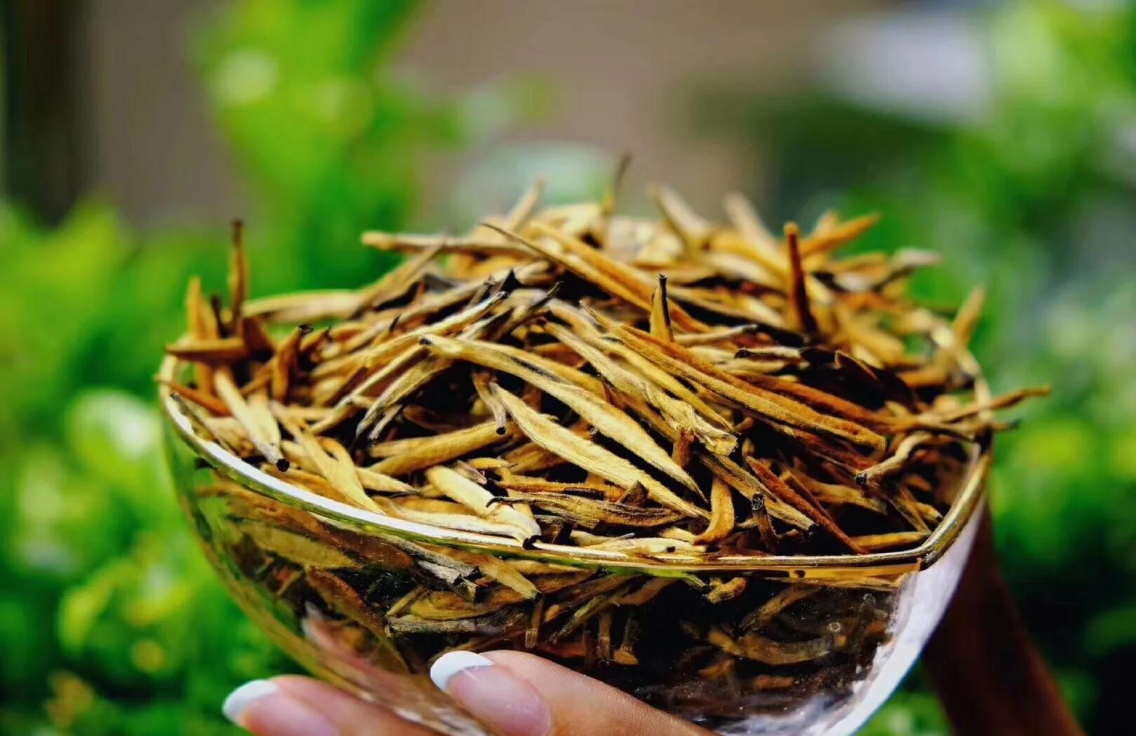 大金针茶叶(滇红大金针茶多少钱一斤) 大金针茶叶(滇红大金针茶多少钱一斤)