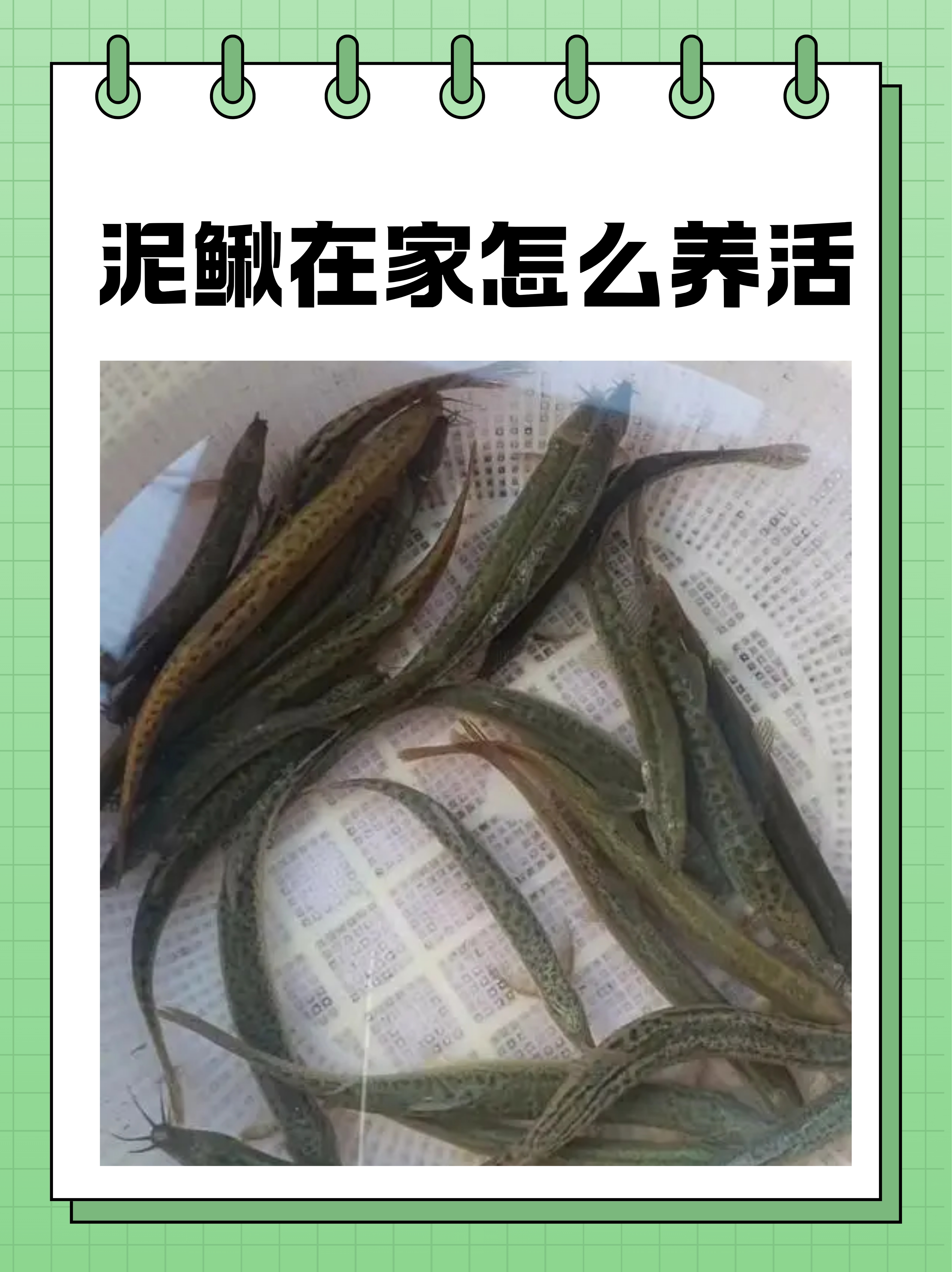 养殖泥鳅一亩赚多少钱(养殖泥鳅一亩到底能赚多少钱) 养殖泥鳅一亩赚多少钱(养殖泥鳅一亩到底能赚多少钱)