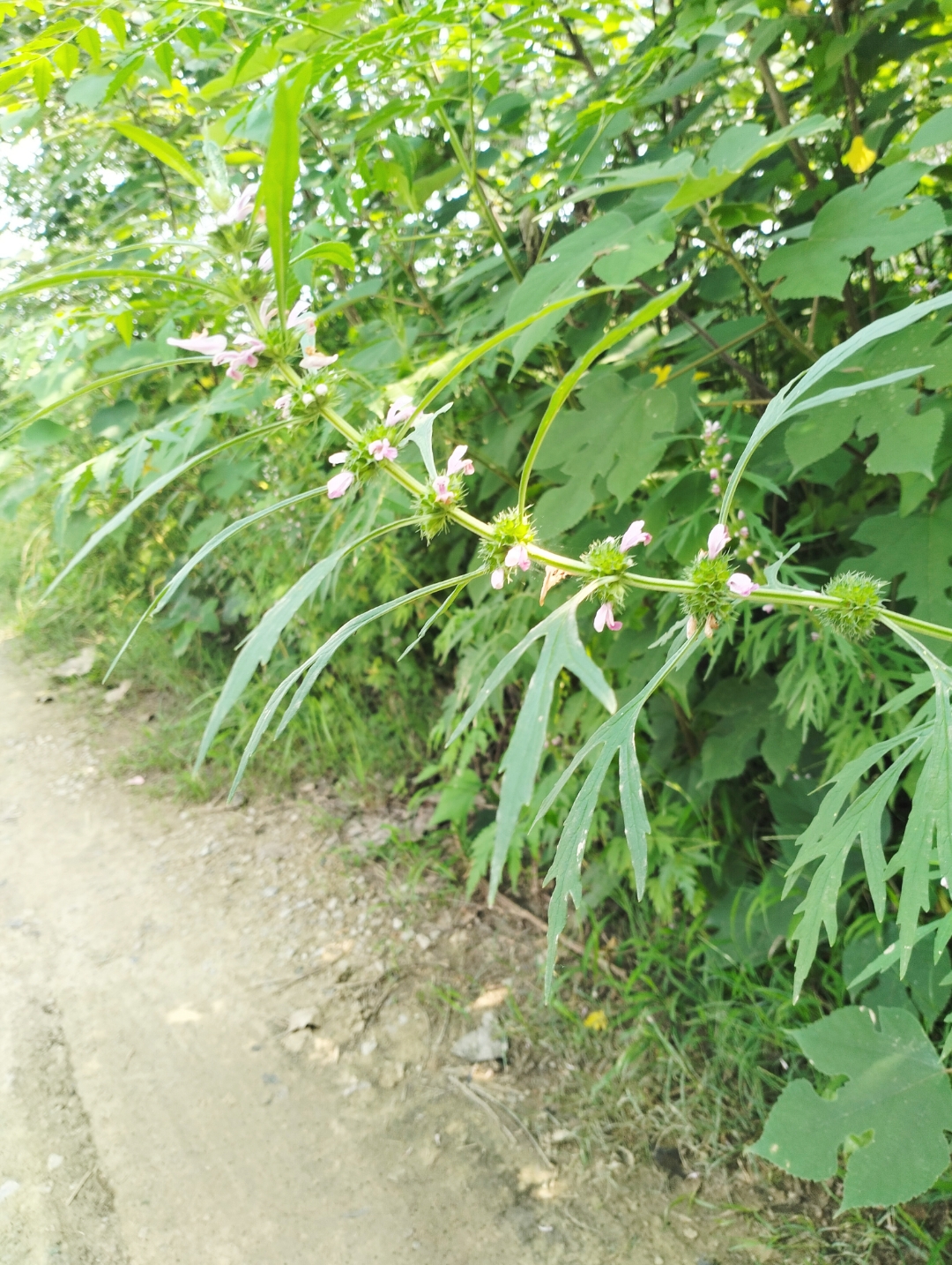 萎(萎组词) 萎(萎组词)