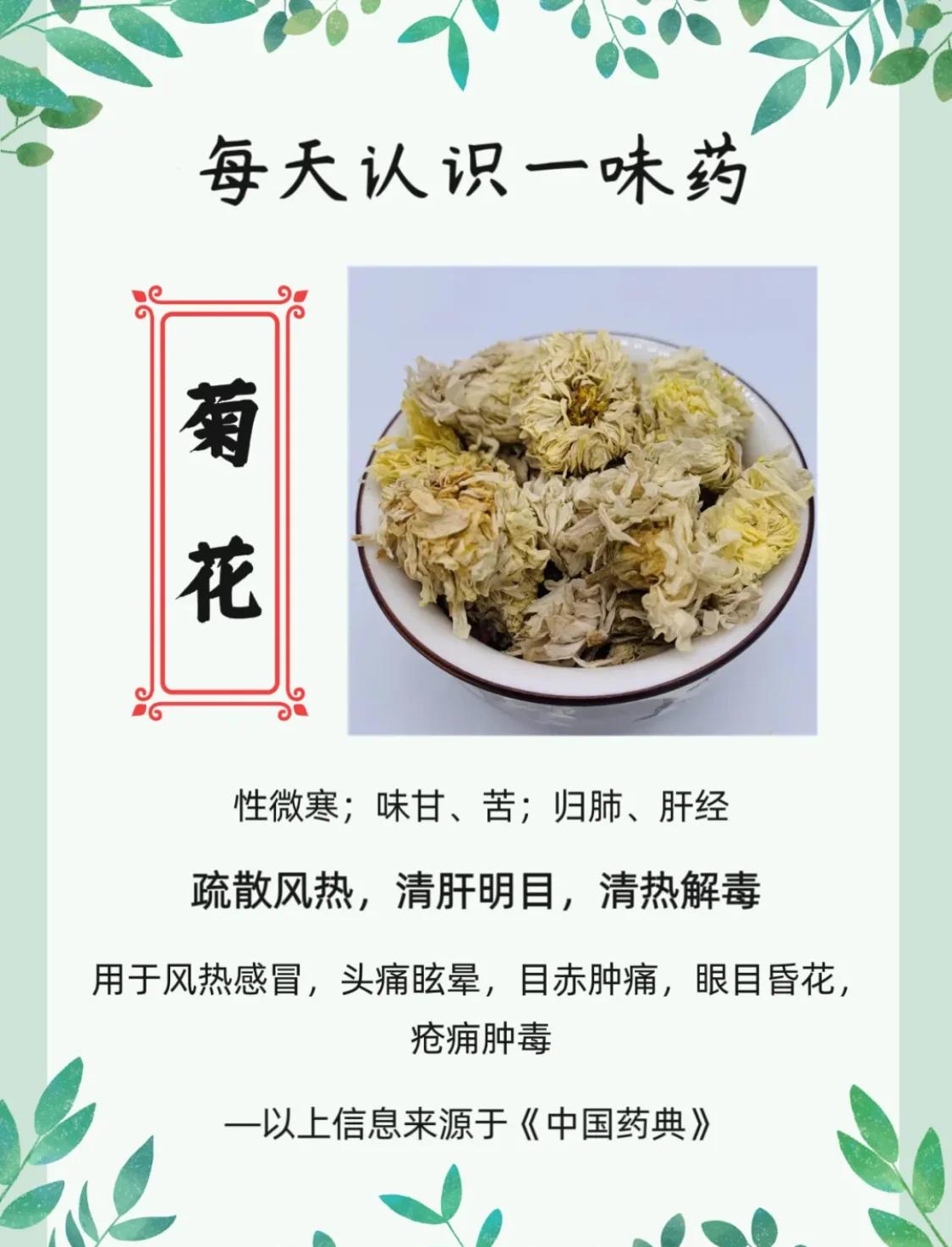 贡菊花茶的作用和功效(贡菊花的功效与作用泡水喝的功效)