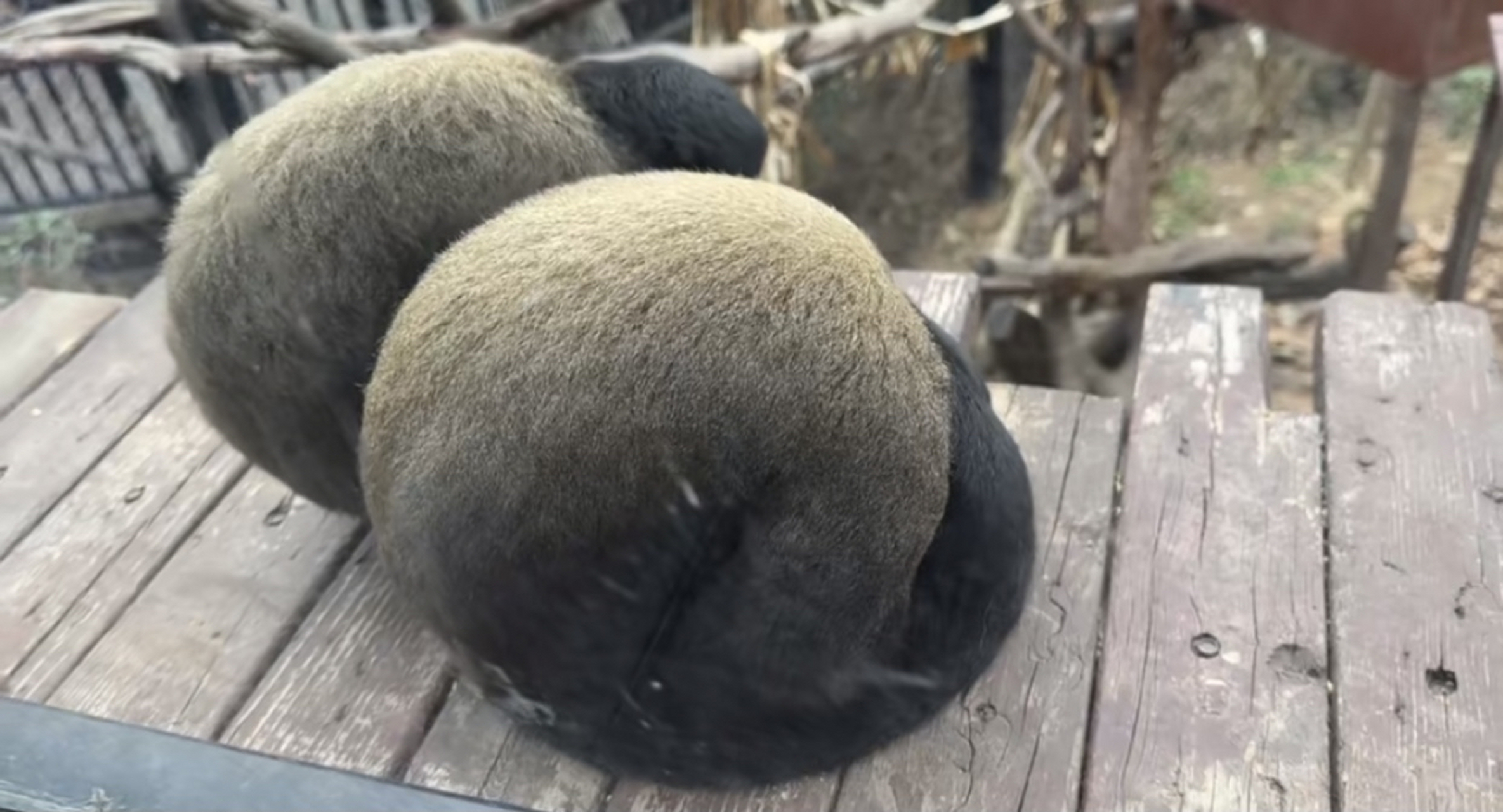 鼹(鼹怎么读)