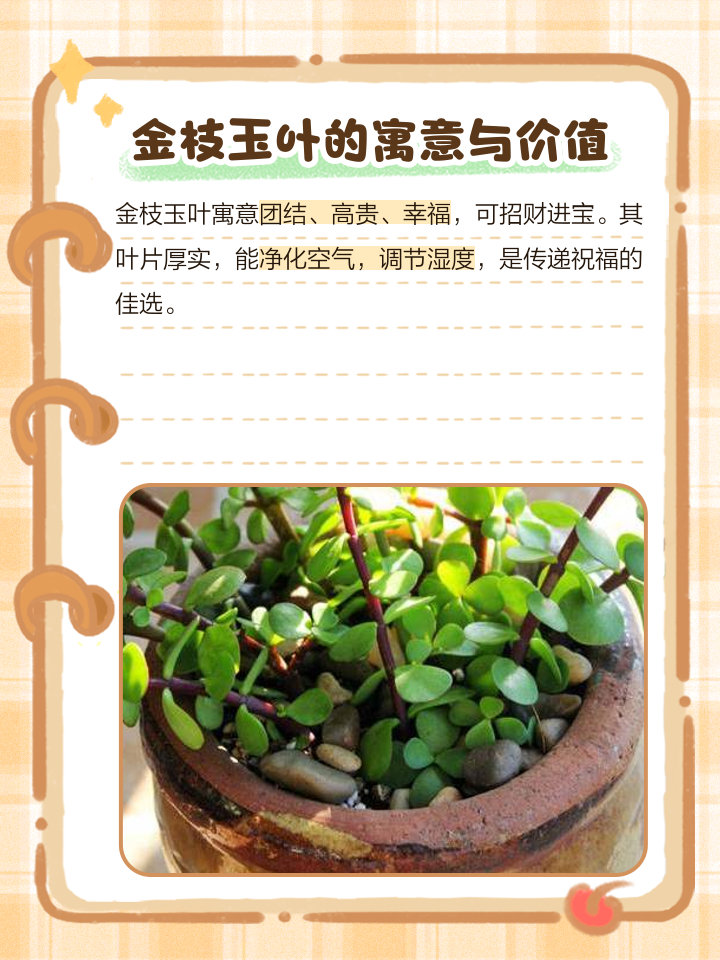 金枝玉叶的功效与作用(金枝玉叶的功效与作用图片)