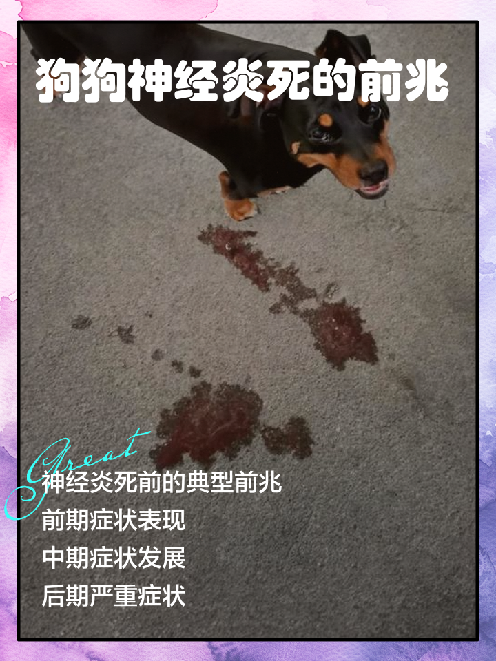 狗狗离世的句子说说或心情(狗狗离世的句子说说或心情图片)
