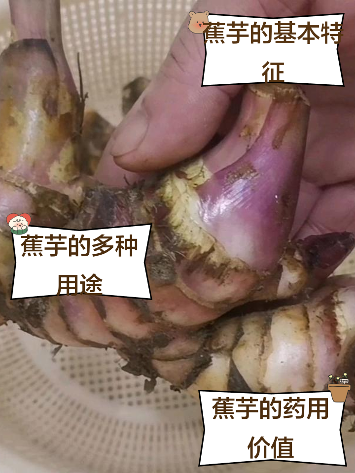 芋怎么读(蒺藜怎么读) 芋怎么读(蒺藜怎么读)