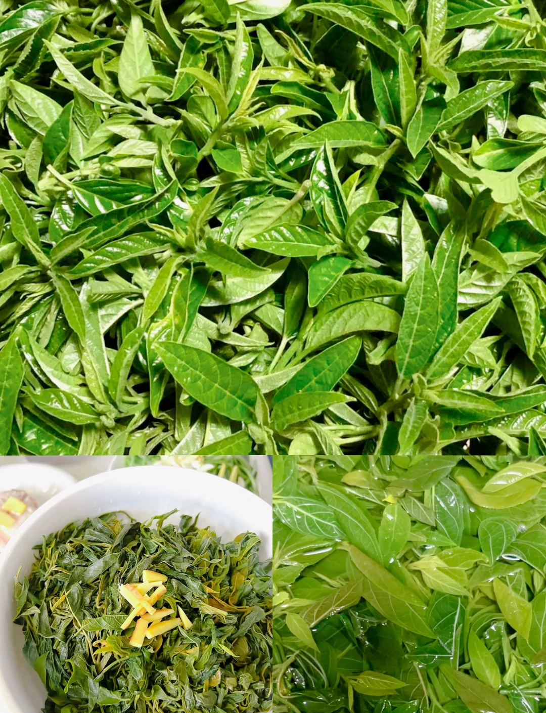 玻璃心五月艾草(玻璃心五月艾草小说)