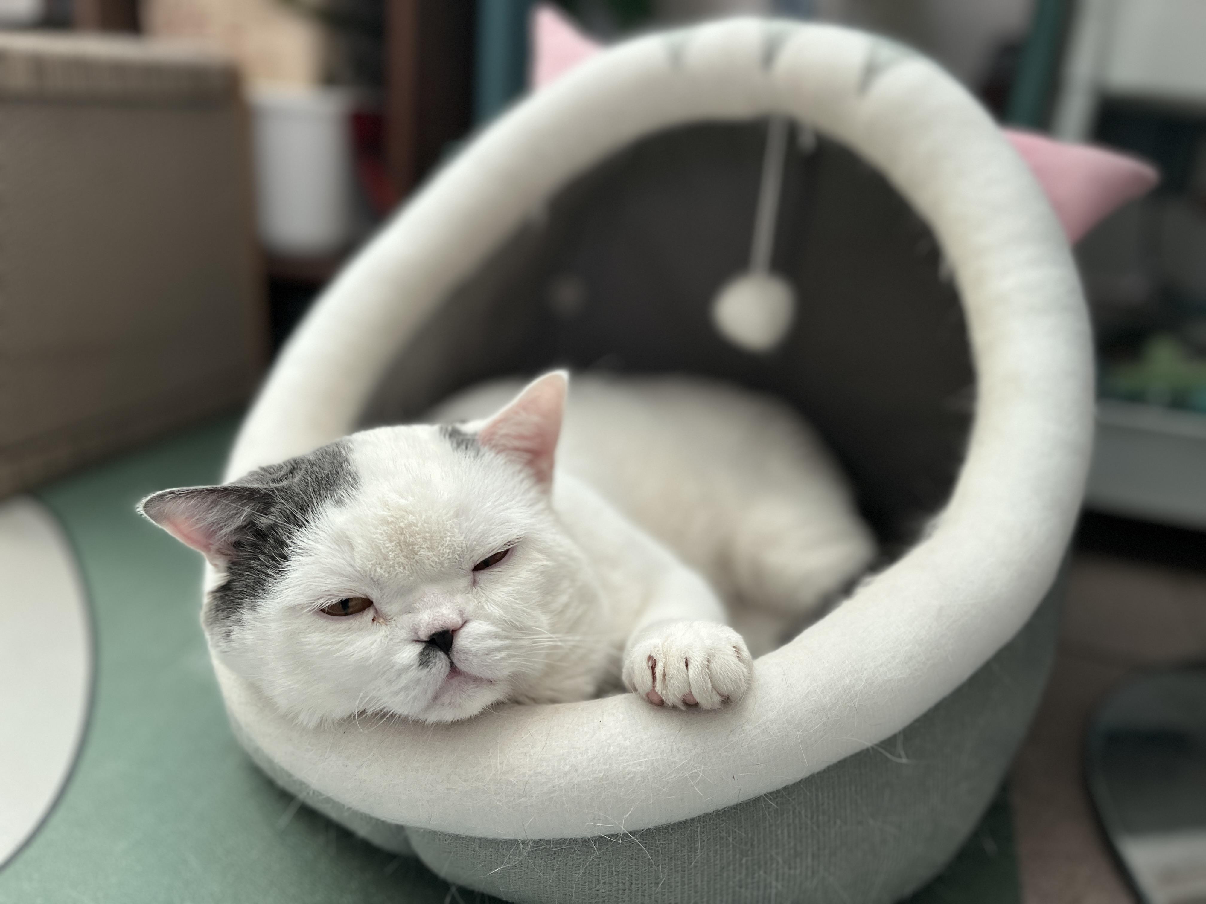 小猫咪在末世当团宠(小猫咪在末世当团宠小说)