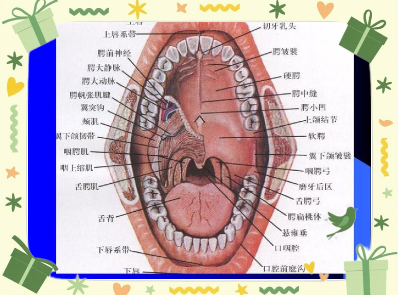 笑的结构(笑的结构和笔顺)