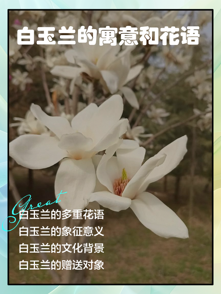 玉兰花的副作用(玉兰花的副作用和危害) 玉兰花的副作用(玉兰花的副作用和危害)