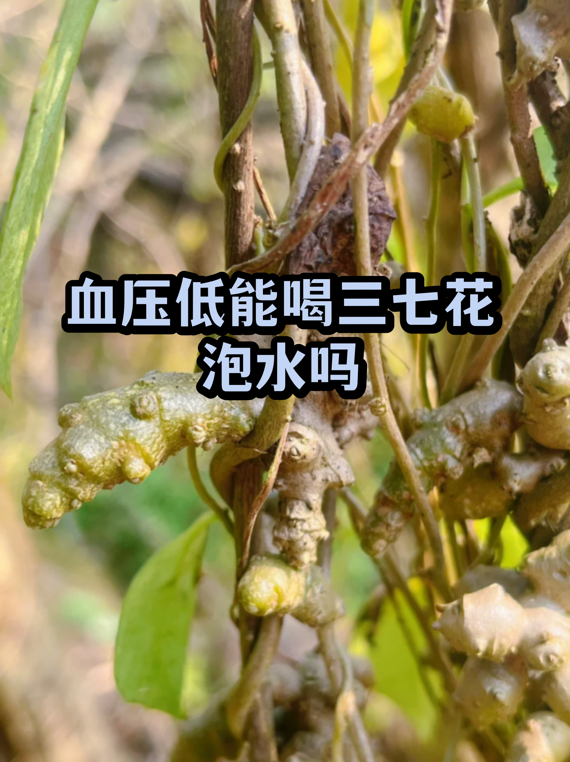 三七花泡水喝的功效与禁忌(三七花泡水喝的功效与禁忌与副作用)