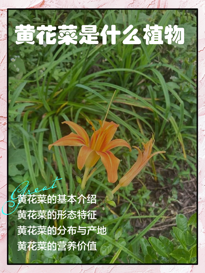 金花菜的功效与作用(金花菜的功效作用与主治与用量)