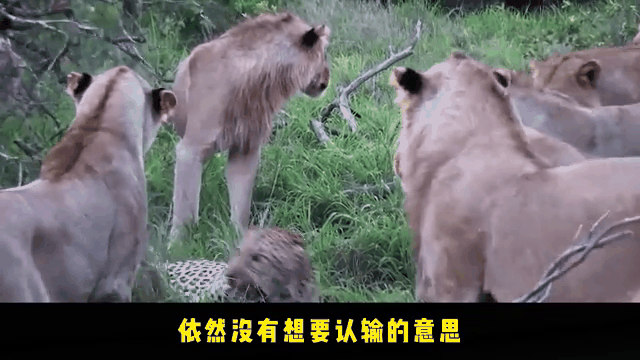轮番的意思(什么叫做轮番而治)