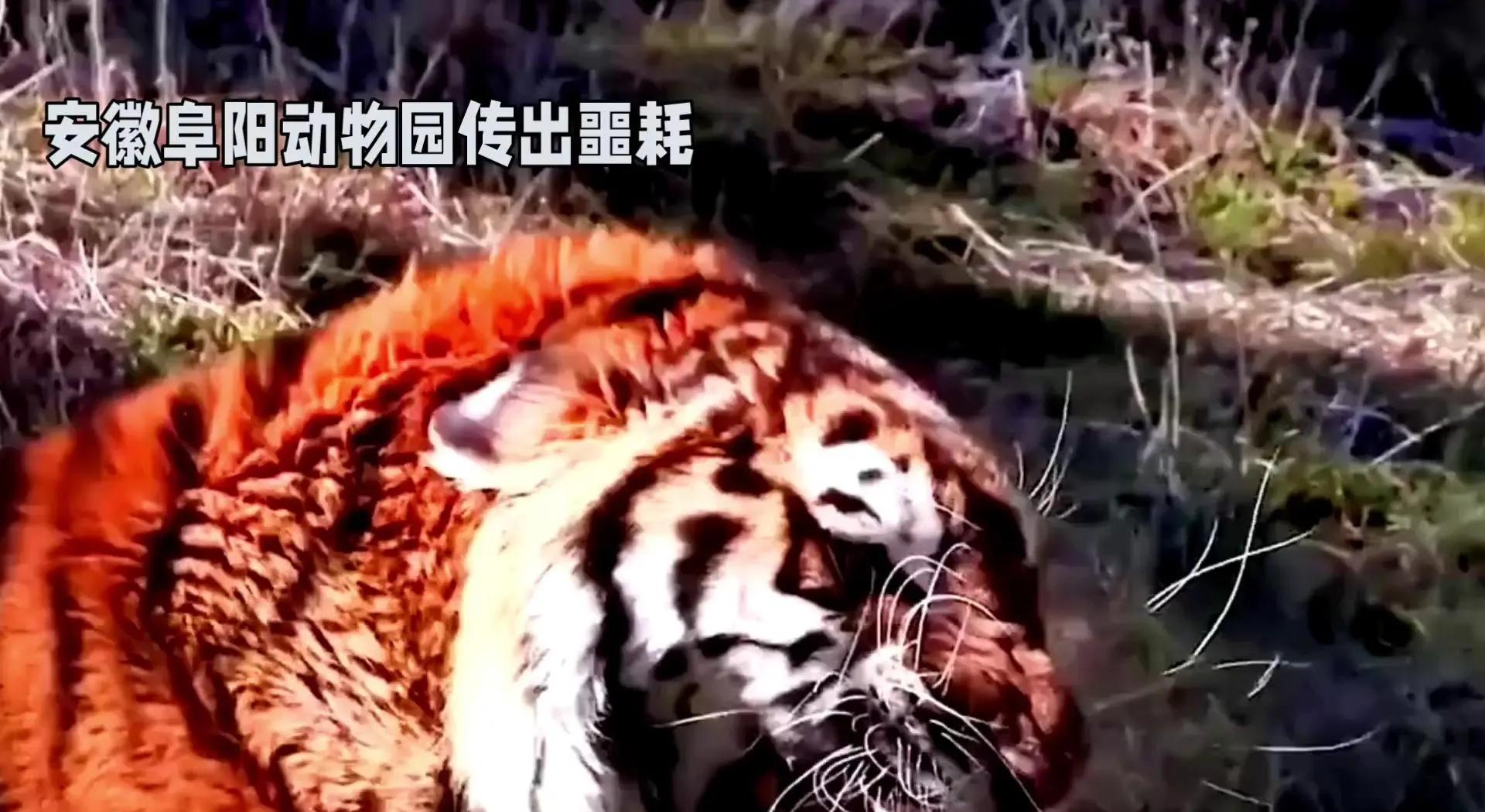 汽车可以撞死老虎吗(汽车可以撞死狮子吗?)