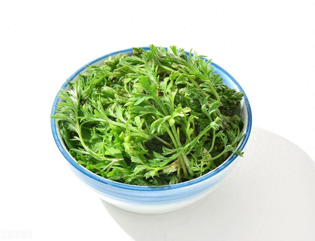 白蒿茶怎么制作(白蒿茶怎么制作?从采摘到冲泡的完整过程有什么讲究?)