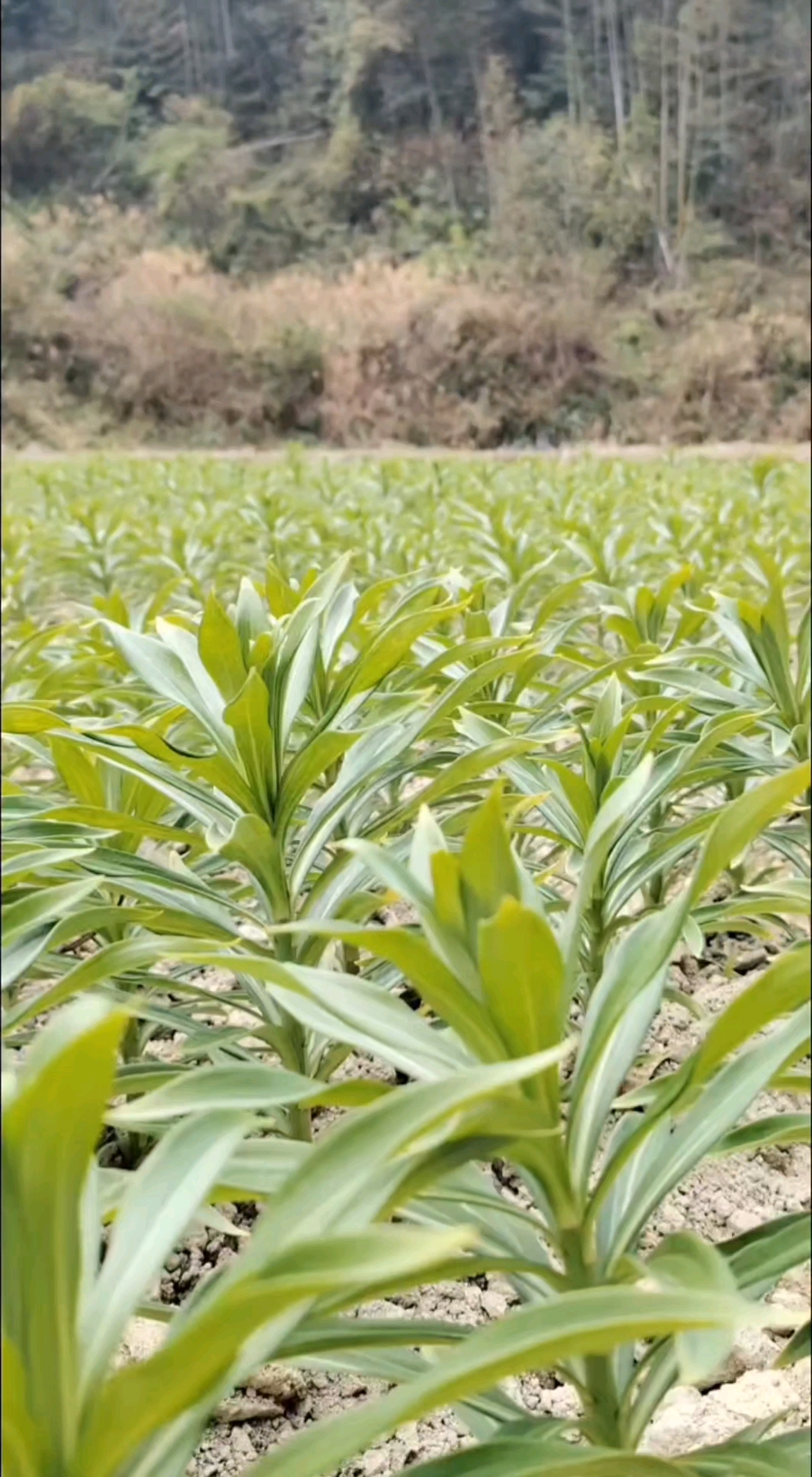 种植中药材哪些药材前景好(四川种植中药材哪些药材前景好) 种植中药材哪些药材前景好(四川种植中药材哪些药材前景好)