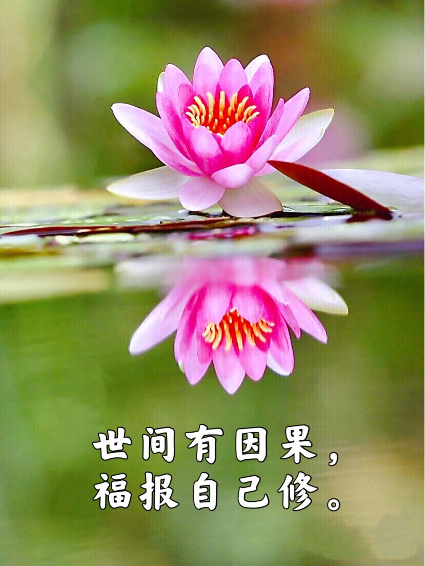 关于莲花的俗语(莲花的俗语和歇后语)