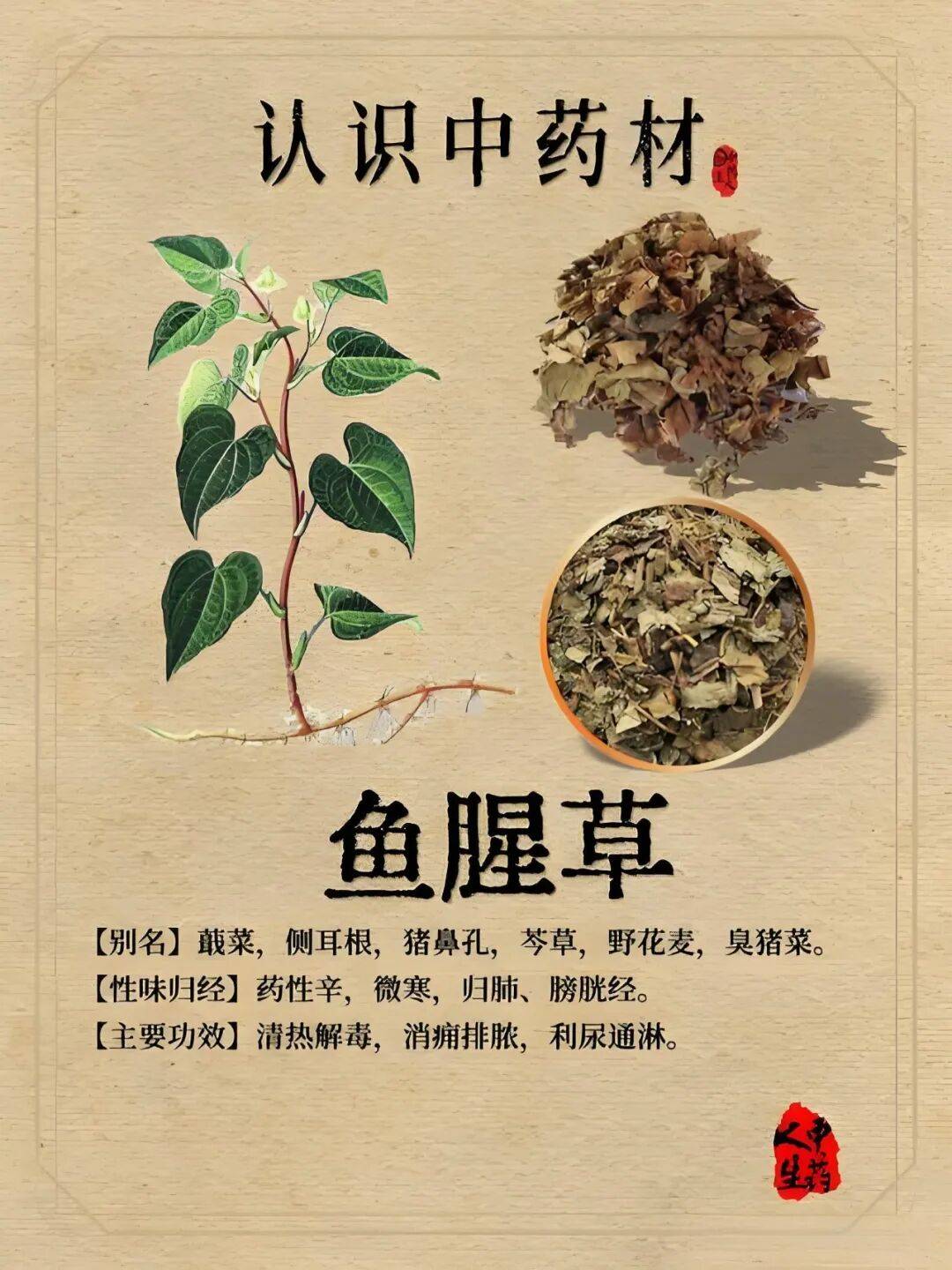 鱼腥草茶的功效与作用(蒲公英鱼腥草茶的功效与作用)