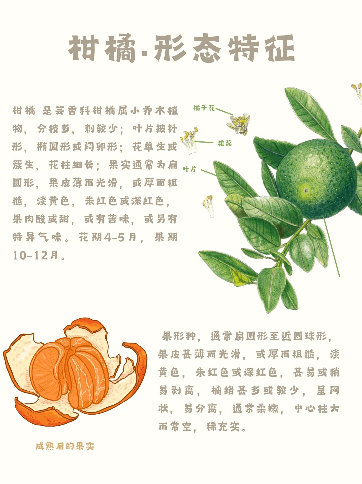 火烤橘子的功效与作用(火烤橘子的功效与作用是什么)