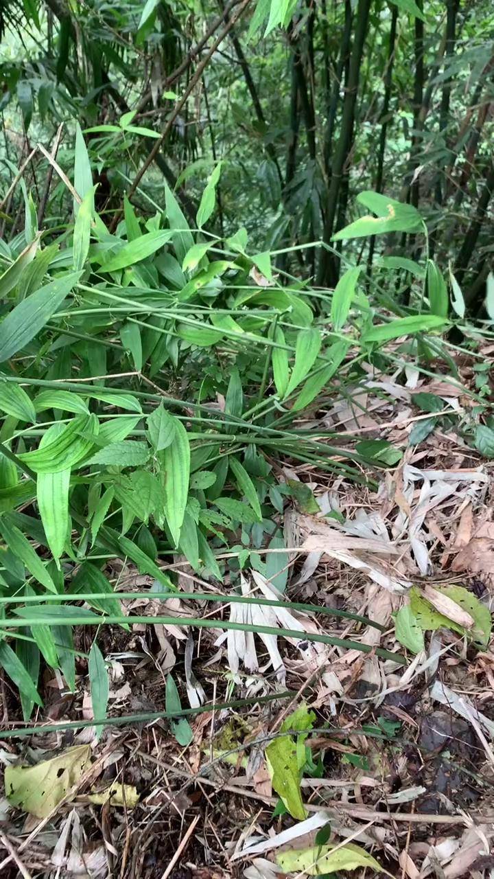黄精市场价格(黄精价格今天多少一克) 黄精市场价格(黄精价格今天多少一克)