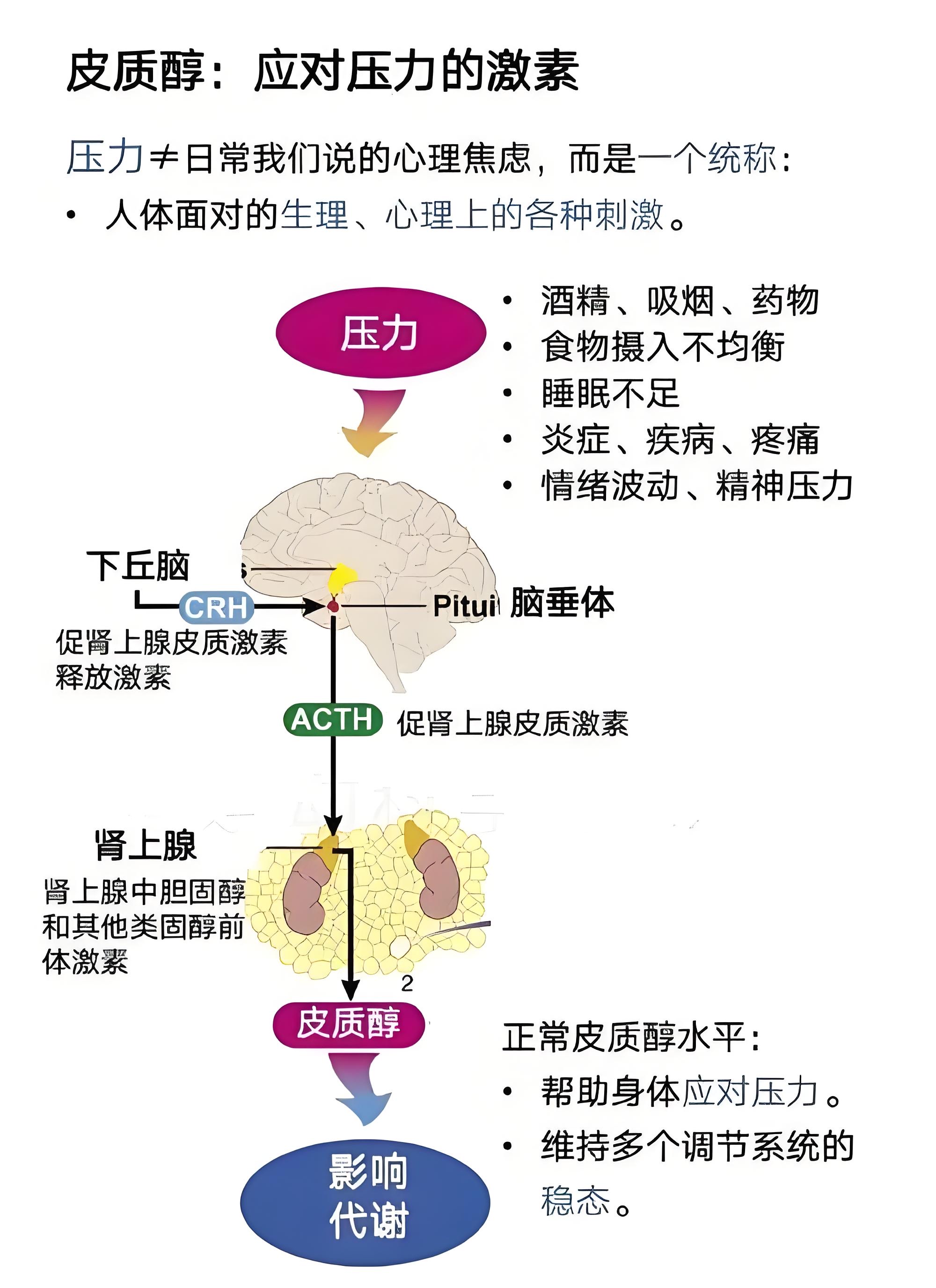 羟苯乙酯有什么危害(羟苯乙酯有什么副作用)