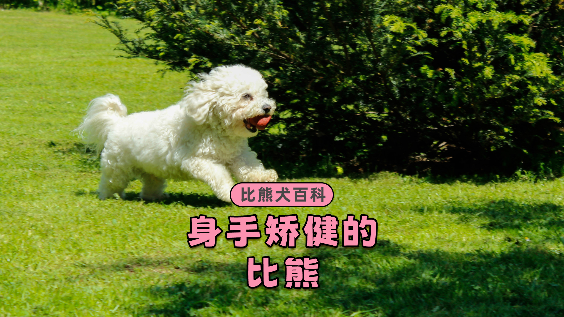 矫健(矫健造句)