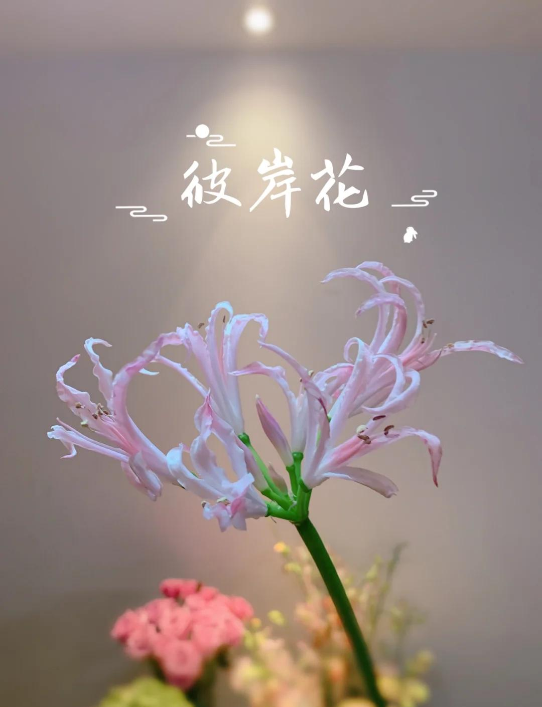 冥界四花的花语(冥界四花都有哪四种花)