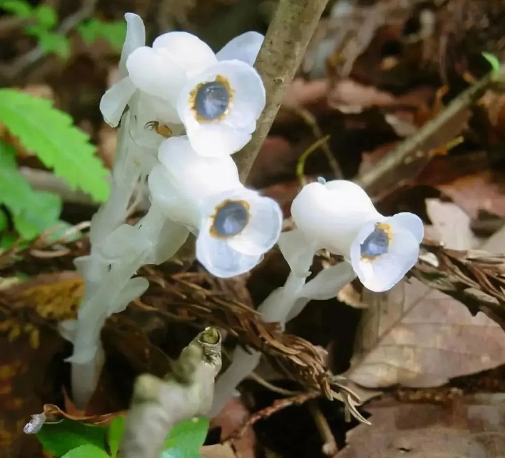 冥界四花的花语(冥界四花都有哪四种花)