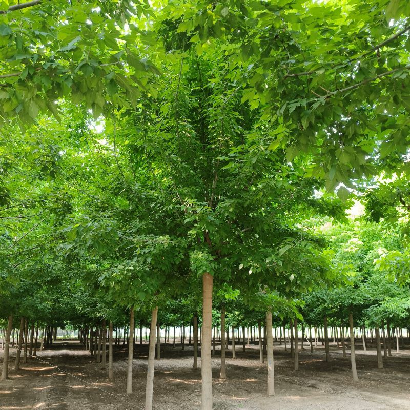 白蜡树市场价格(白蜡树市场价格25公分的)