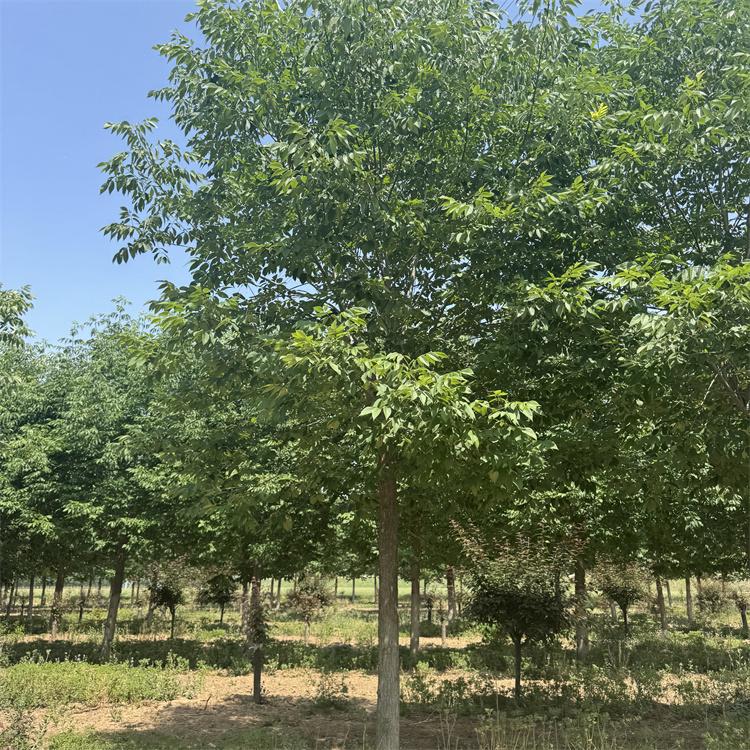 白蜡树市场价格(白蜡树市场价格25公分的)