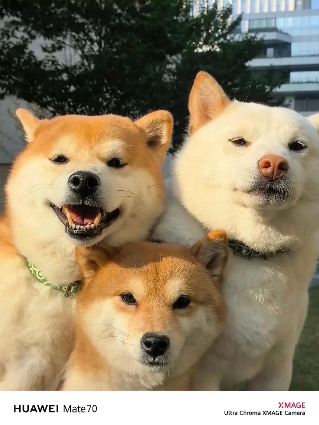 娈宠(当朕穿成了不肖子孙的娈宠)