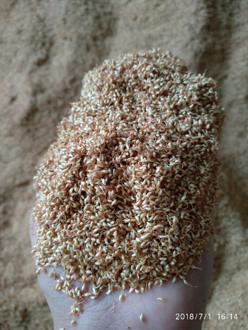 爱玉子(爱玉子图片)