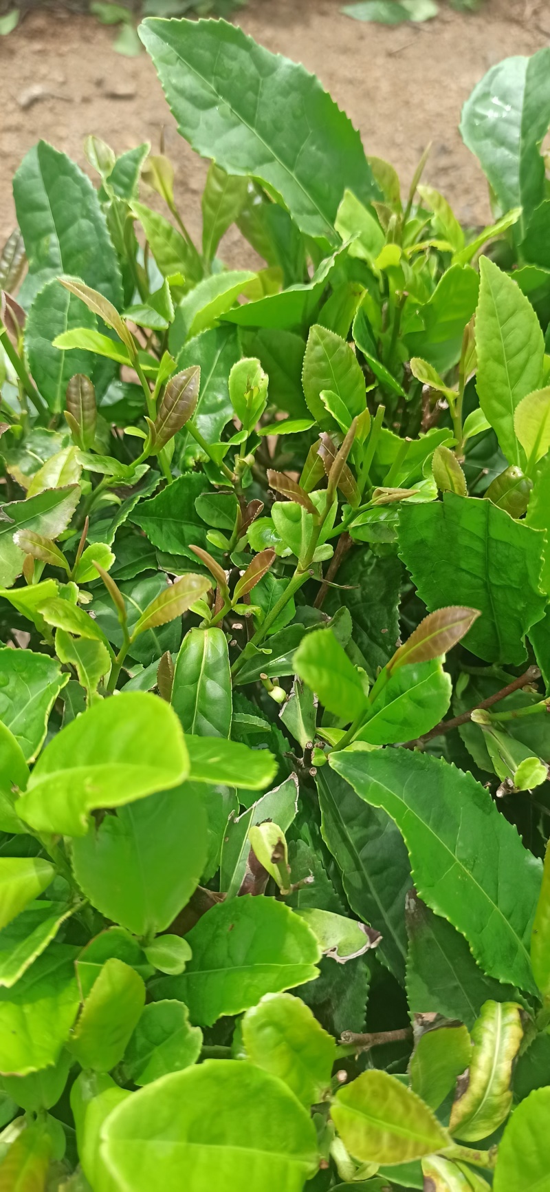 山东绿茶(山东绿茶的功效与作用)
