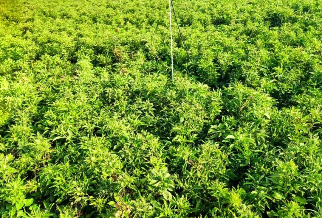 紧缺中药材种植(十大紧缺中草药材)